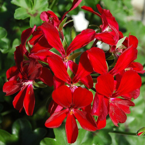 Visuel 1 du produit Géranium Lierre à fleurs simples multicolores. Le pot de 1 litre