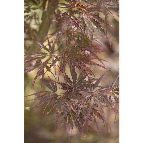 Visuel 1 du produit Erable du Japon (ACER PALMATUM DISSECTUM TAMUKEYAMA ) Le pot de 110 litres