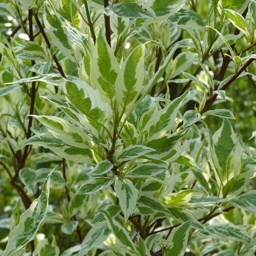 Visuel 2 du produit Cornouiller blanc Ivory Halo (Cornus Alba) 50/60. Le pot de 5 litres