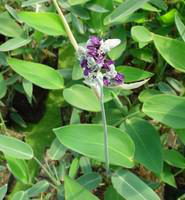 Visuel 1 du produit Thalia delbata 14 L en pot Ø 30 cm