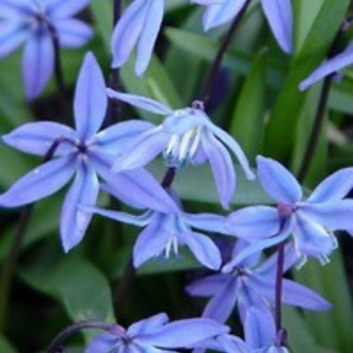 Visuel 1 du produit Scille Campanulee - Le pot de 1 litre