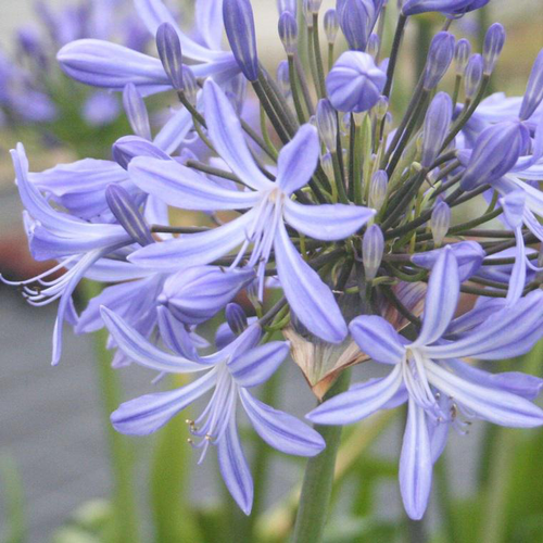 Visuel 1 du produit Agapanthe d'Afrique (tubéreuse) à fleurs bleues - Le pot de 2,5 litres