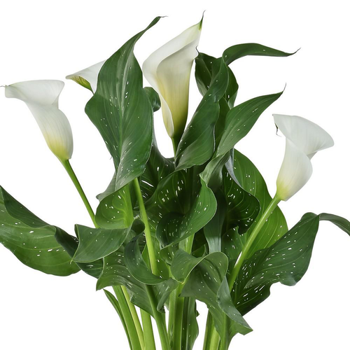 Visuel 1 du produit Arum Diamant Blanc. Le pot de 3 litres