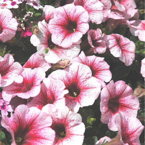 Visuel 1 du produit Pétunia retombant multicolore. La jardinière de 40 cm