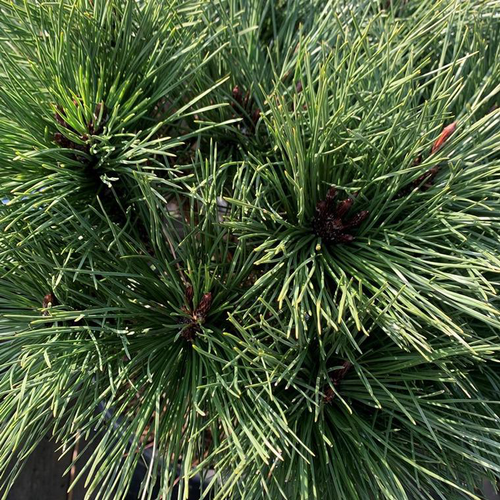 Visuel 1 du produit Pin (Pinus) Nigra Brepo 1/2 tige. Le pot de 15 litres