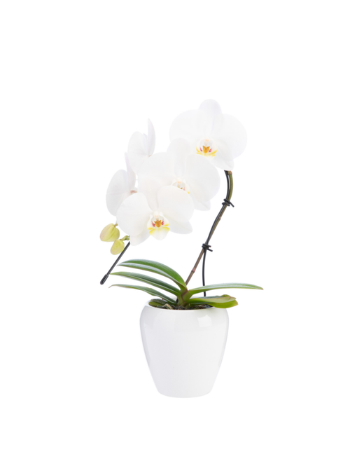 Visuel 3 du produit Phalaenopsis swan avec un cache-pot en céramique coloris blanc - Ø 7 cm H 30 cm