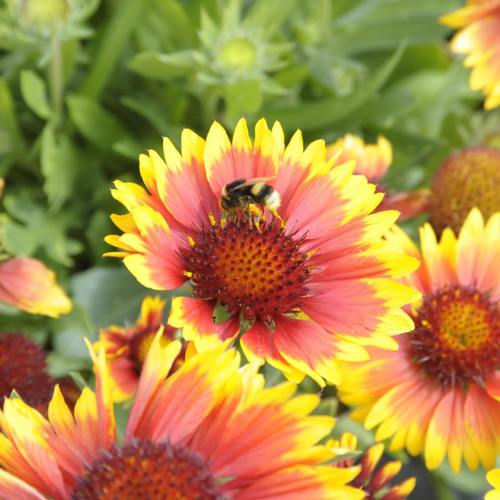 Visuel 1 du produit Gaillarde variété Arizona Sun bicolore. Le pot de 2 L