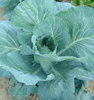 Visuel 1 du produit Chou brocolis Marathon F1. La barquette de 6 plants