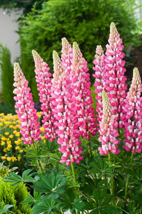 Visuel 1 du produit Lupin ‘La Châtelaine’ - Le pot de 2 litres