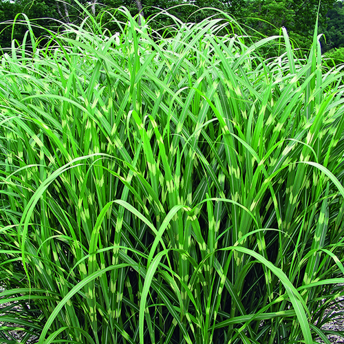 Visuel 1 du produit Miscanthus sinensis Zebrinus vert botanic®. Le pot de 3,5 litres