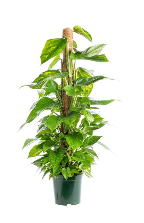 Visuel 1 du produit Pothos Aureus. Le pot de Ø 24 x H 150 cm