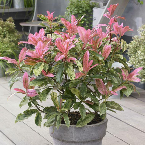 Visuel 1 du produit Photinia Serrulata Pink Crispy rose en pot de 8 L