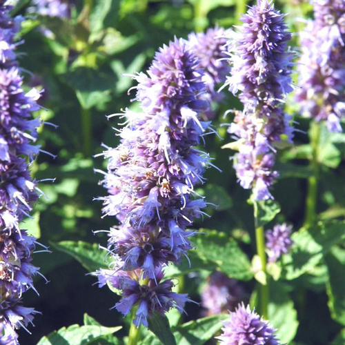 Visuel 1 du produit Agastache (hysope anisée) à fleurs bleues - Le pot de 3 litres