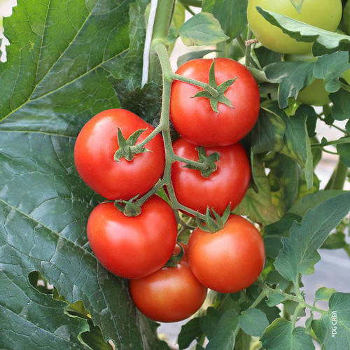 Visuel 1 du produit Tomate Grappe Bio. Le pot de 10,5 cm