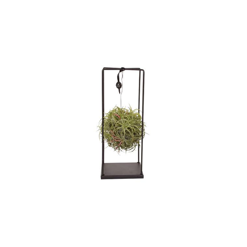 Visuel 1 du produit Tillandsia vert magic ball rectangle Ø 20 cm