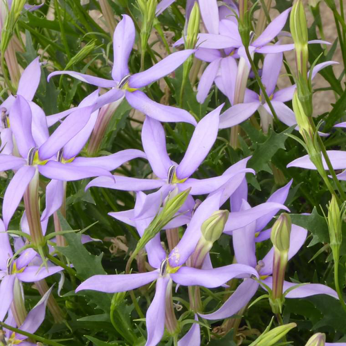 Visuel 1 du produit Isotoma ou Laurentia à fleurs bleues - Le pot de 2,5 litres