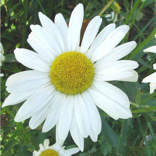 Visuel 1 du produit Leucanthemum Maximum - Le pot de 4,5 litres