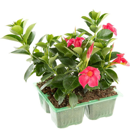 Visuel 1 du produit Dipladénia ou Mandevilla à fleurs multicolores - Le pack de 4 plants