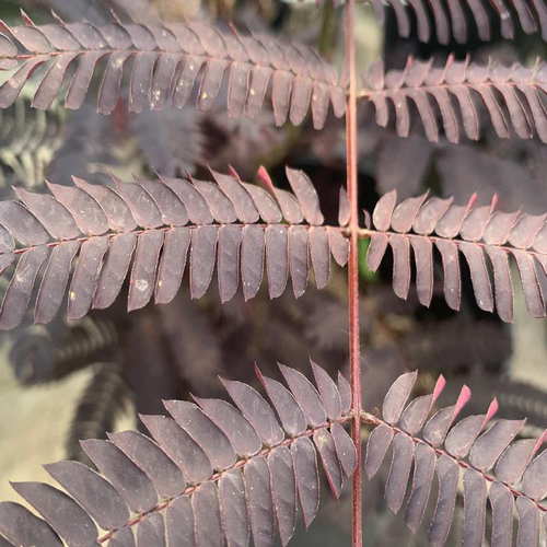 Visuel 1 du produit Albizia Julibrissin Summer Chocolate marron. Le pot de 15 litres