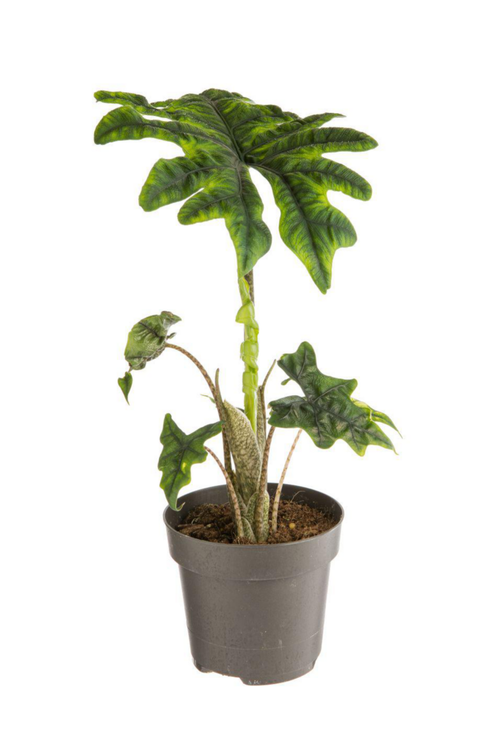 Visuel 1 du produit Alocasia Jacklyn (Oreilles d’éléphant) vert. Le pot Ø 17 cm