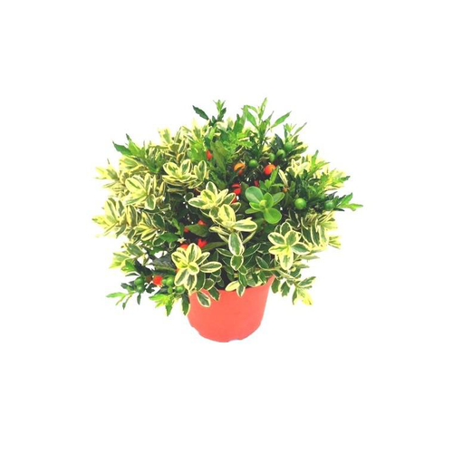 Visuel 1 du produit Duo veronique et solanum - Le pot de 4 litres