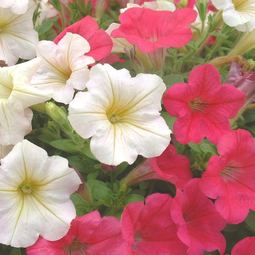 Visuel 1 du produit Pétunia - La barquette de 10 plants de 7 cm