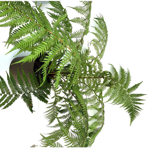 Visuel 1 du produit Fougere Dicksonia Antartica Touffe - Le pot de 10 litres