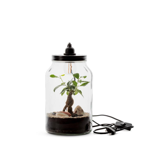 Visuel 1 du produit Terrarium Bulle de Nature Kraft Ginseng en verre transparent Naturalys taille M - Ø 15,5 x 26 cm