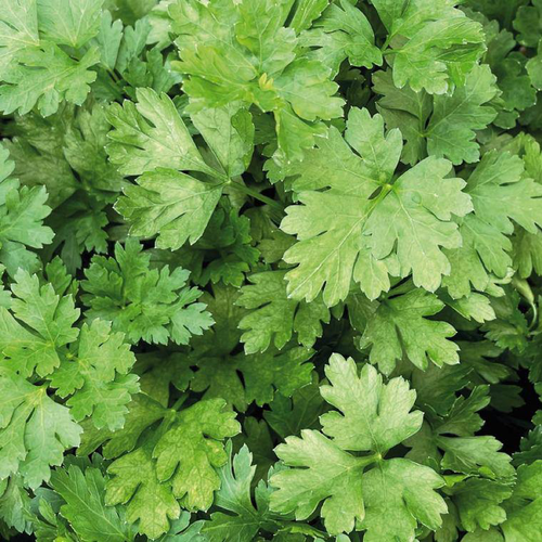 Visuel 1 du produit Persil Plat Geant D'Italie Bio. Le pot de 9x9 cm