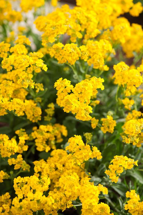 Visuel 1 du produit Corbeille d’or  - Le pot de 2 litres