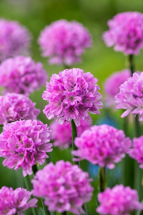 Visuel 1 du produit Armérie DREAMERIA® - Le pot de 2 litres