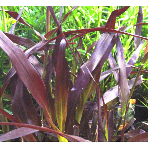 Visuel 1 du produit Pennisetum pourpre aux écouvillons - Le pot de 1 litre