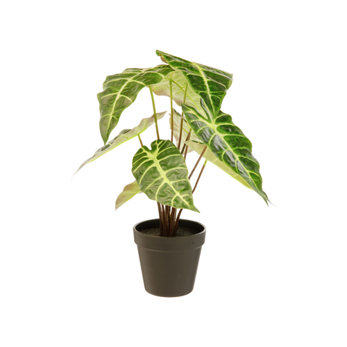 Visuel 1 du produit Alocasia artificielle verte en pot - Ø 26 x H 41 cm