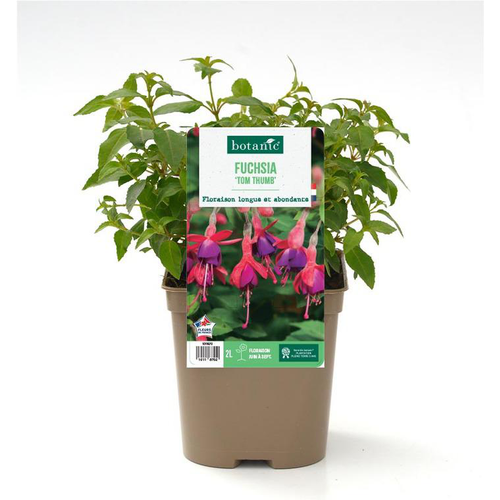 Visuel 1 du produit Fuchsia ‘Tom Thumb’ - Le pot de 2 litres
