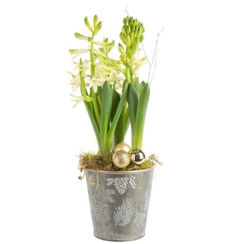 Visuel 1 du produit Composition de Noël 3 jacinthes multicolore pot en zin décor houx