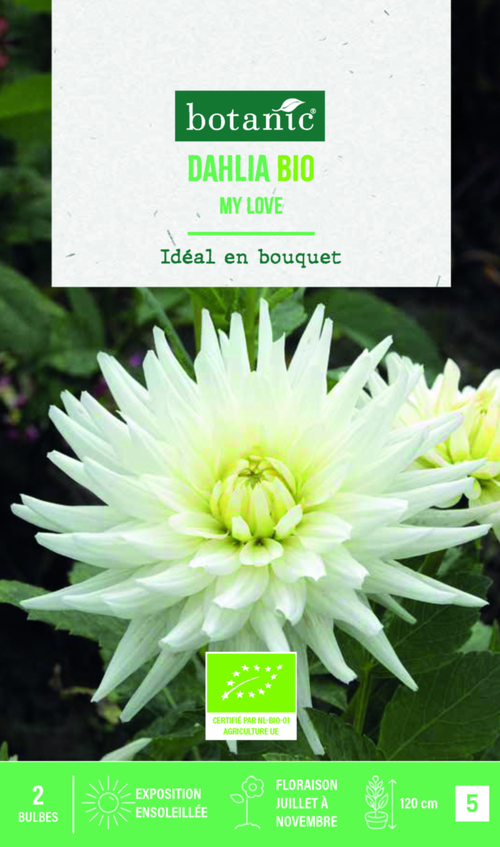 Visuel 1 du produit Bulbes de fleurs Dahlia semi cactus My love bio botanic® - 2 bulbes