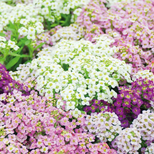 Visuel 1 du produit Lobularia - La barquette de 4 plants