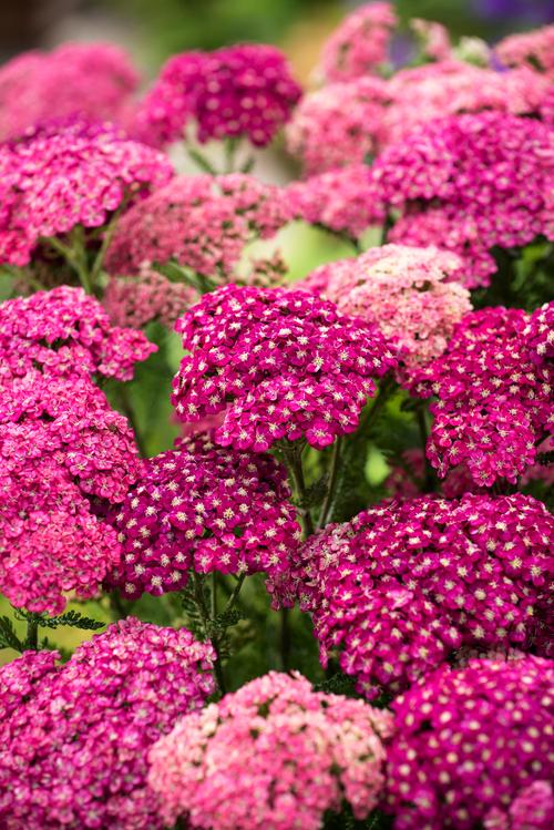 Visuel 1 du produit Achillée ‘Saucy Seduction’ - Le pot de 2 litres