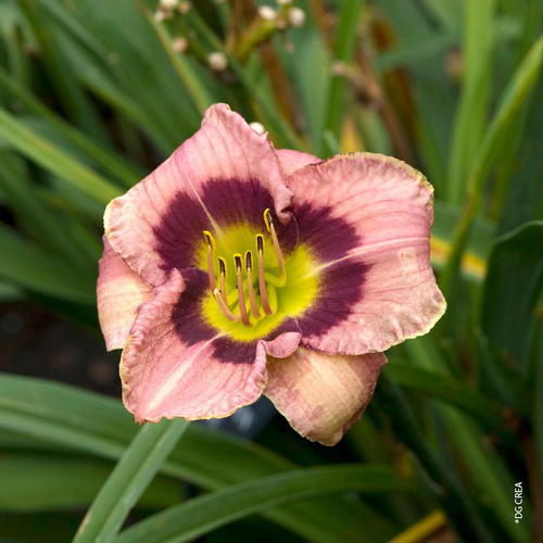 Visuel 1 du produit Hémérocalle 'Always Afternoon' - Le pot de 2 litres