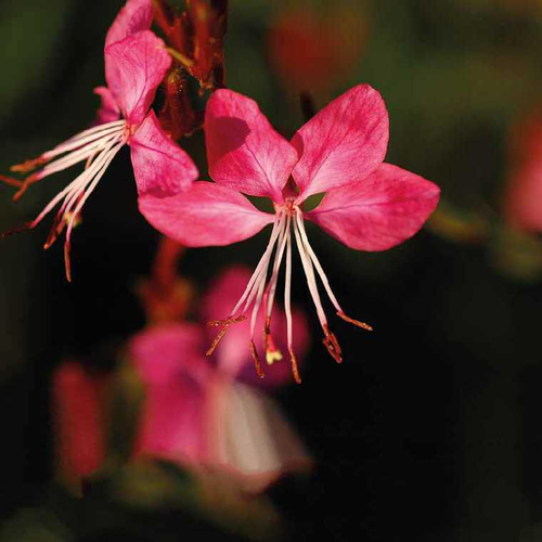 Visuel 1 du produit Gaura rouge - Le pot de 9 x 9 cm