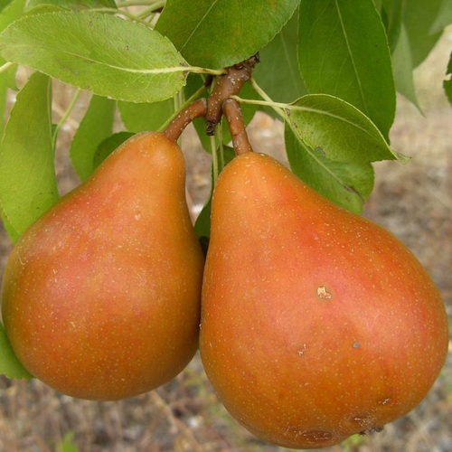 Visuel 1 du produit Poirier Alexandrine Douillard. Le pot de 12 litres, forme gobelet