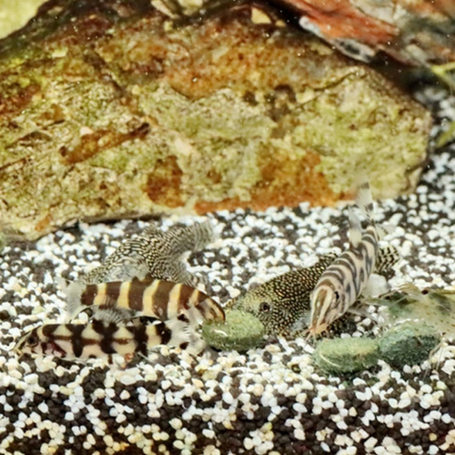 Visuel 3 du produit Alimentation pour Poisson spécial Botia, JBL ProNovo Tab M - 580g / 1L