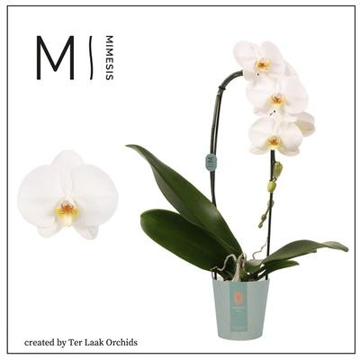 Visuel 1 du produit Ficus Elastica Abidjan 3 pieds. Le pot de Ø 35 cm