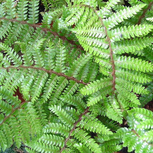 Visuel 1 du produit Fougère Polystichum Aculeatum - Le pot de 2 litres