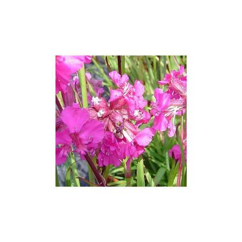 Visuel 1 du produit Lychnis Alpina - Le pot de 3 litres