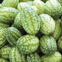 Visuel 1 du produit Concombre Zehnaria Scabra Bio. Le pot de 10,5 cm