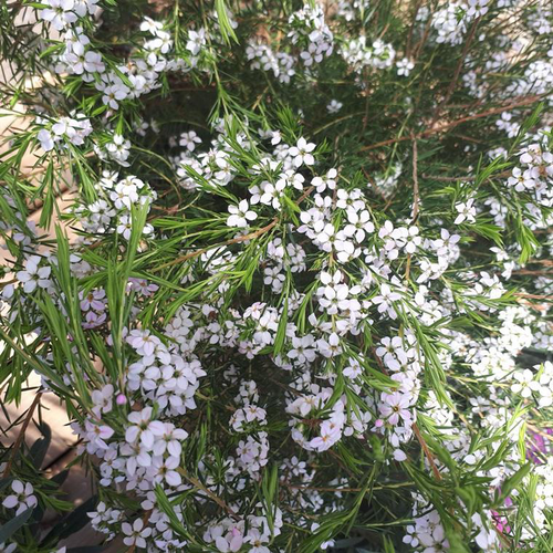 Visuel 1 du produit Diosma Hirsuta Pink Fountain. Le pot de 7,5 litres