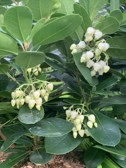 Visuel 1 du produit Arbousier Peace and Love. Le pot de 4 litres