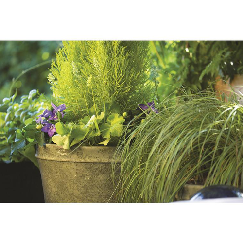 Visuel 2 du produit Terreau universel botanic® - 20 L