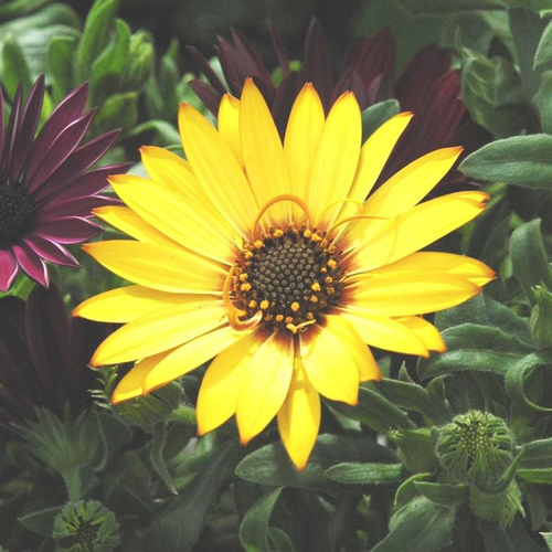 Visuel 1 du produit Osteospermum Voltage (jaune) - Le pot de 4 litres